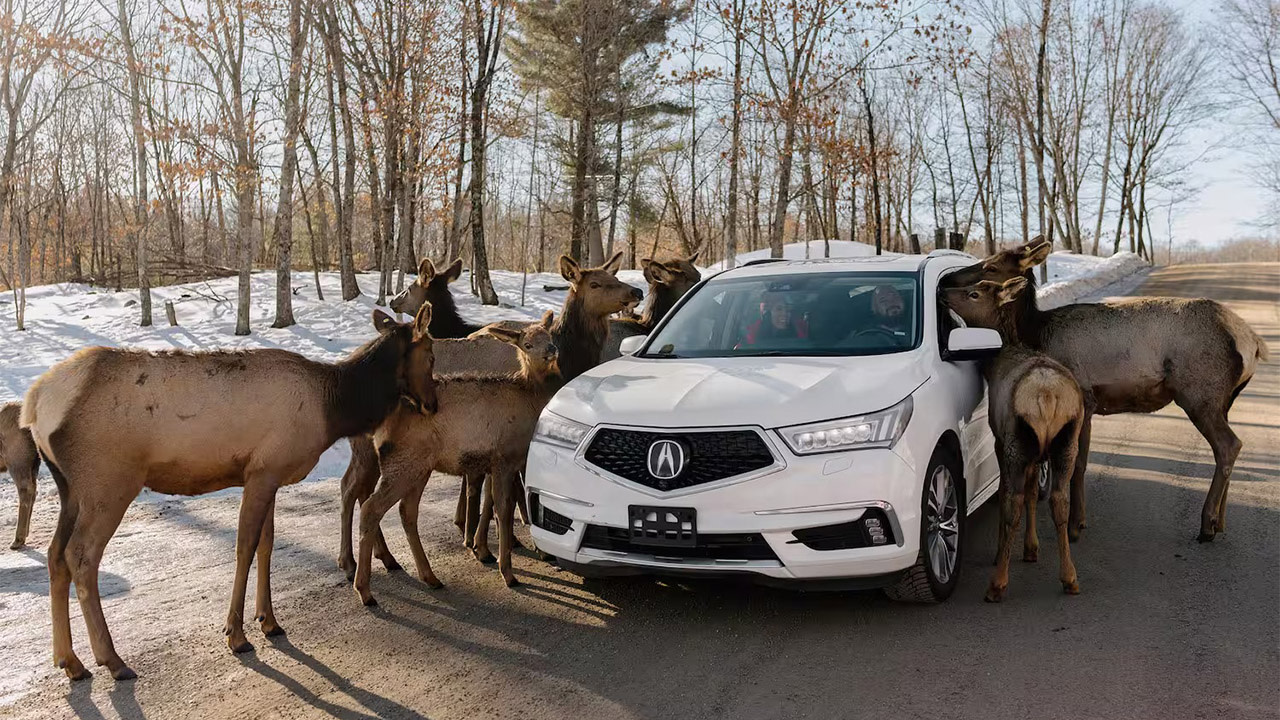 Wapitis observés en voiture au Parc Oméga près de Montebello
